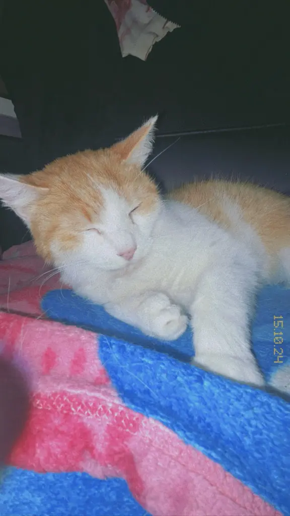 Image from Kitty