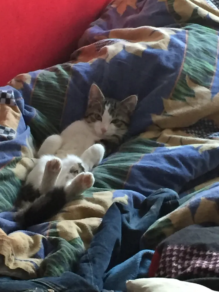 Image from Muffin