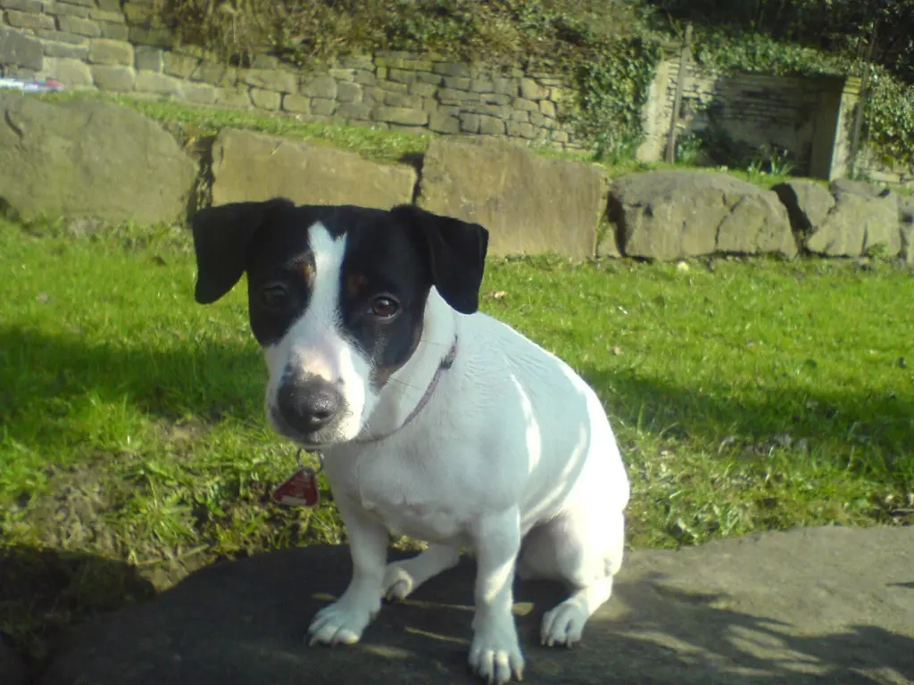 Bild von Nala