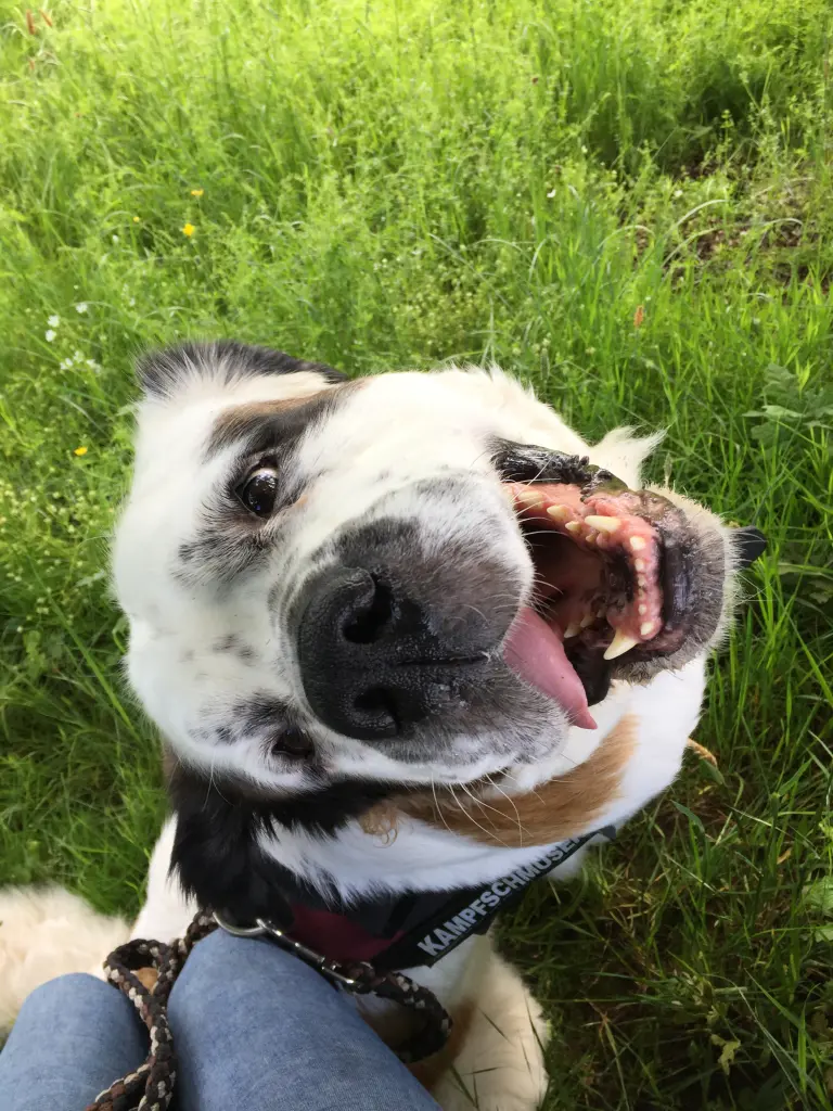 Bild von Daisy