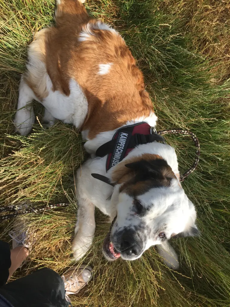Bild von Daisy