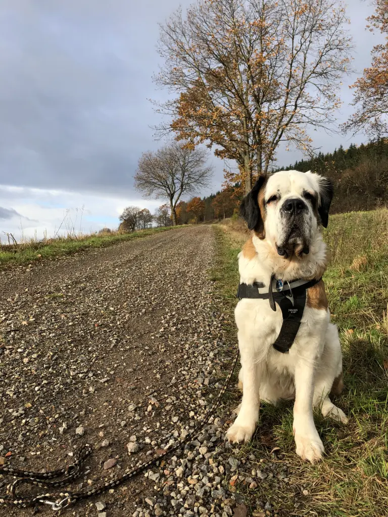 Bild von Daisy