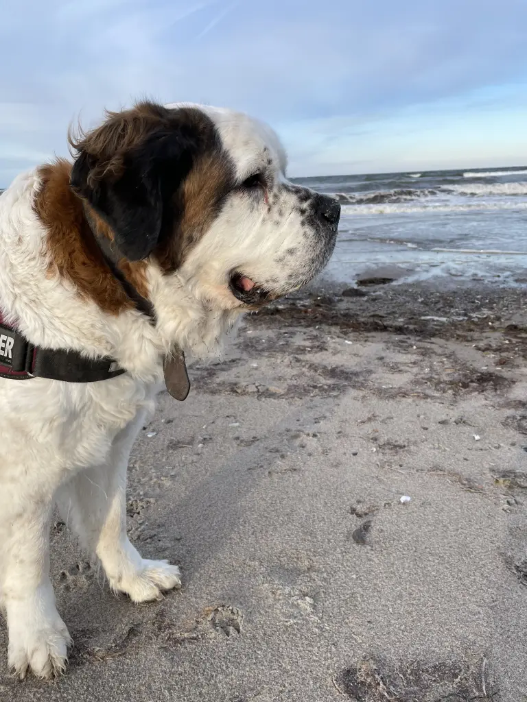 Bild von Daisy