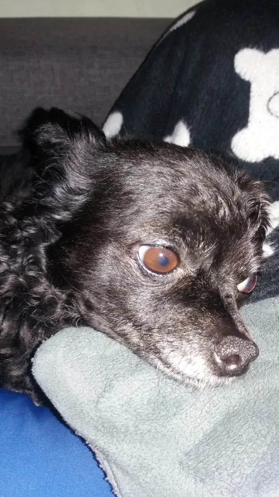 Image from Blacky