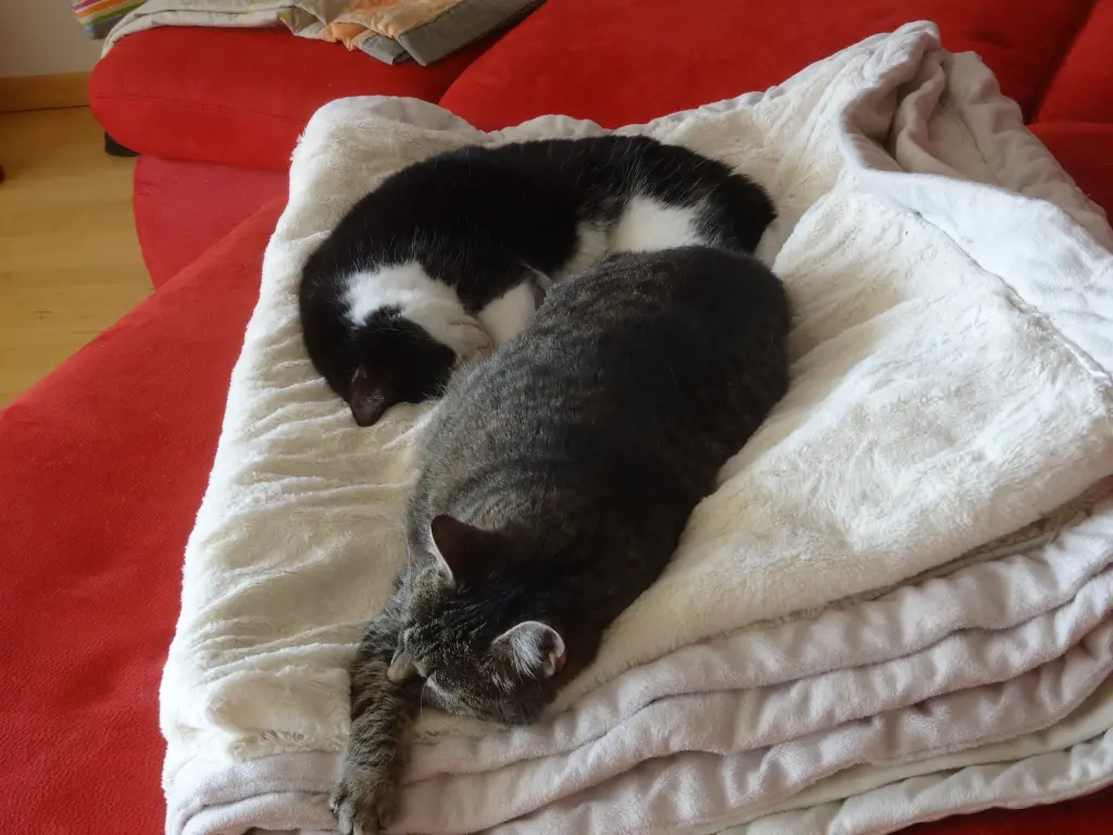 Image from Henriette