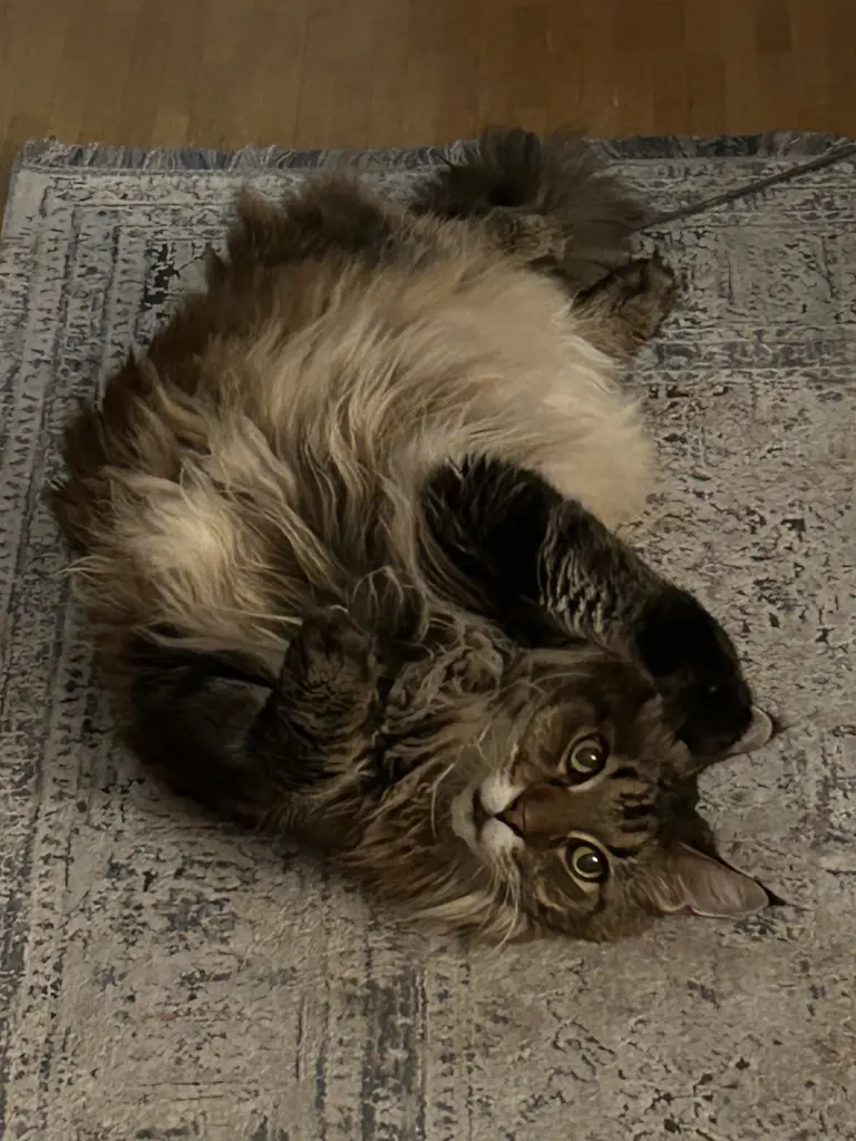 Bild von Eddie