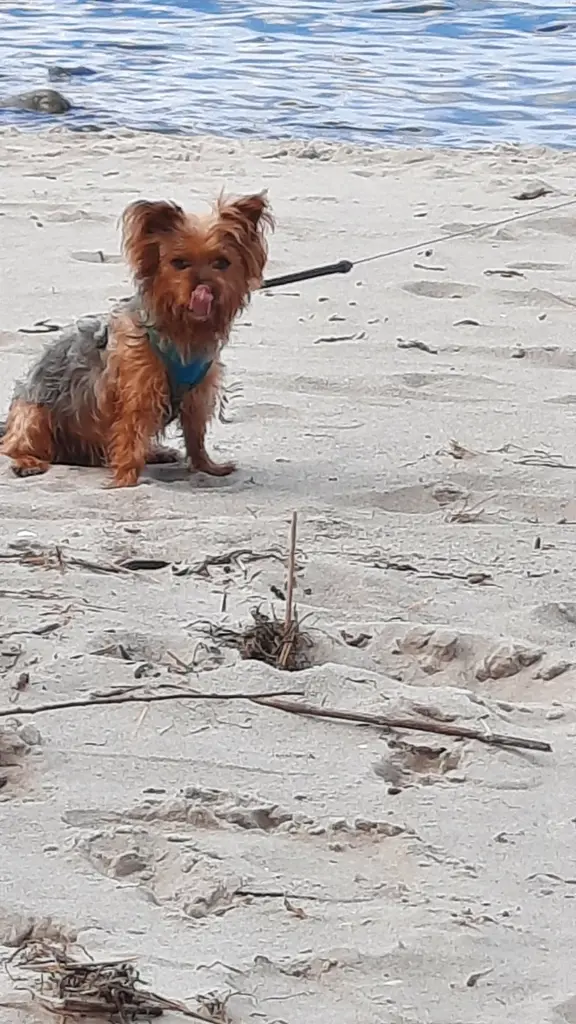 Lulu