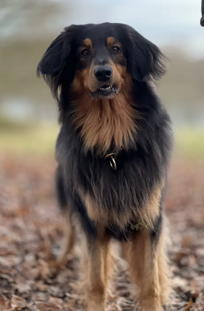 Bild von Deeks