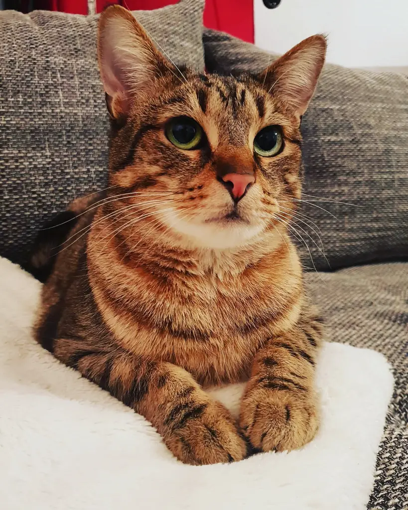 Bild von Teddy