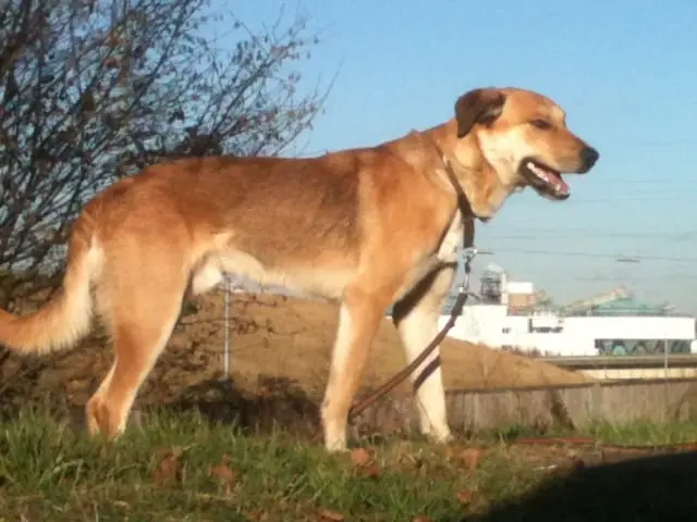 Bild von Brandy