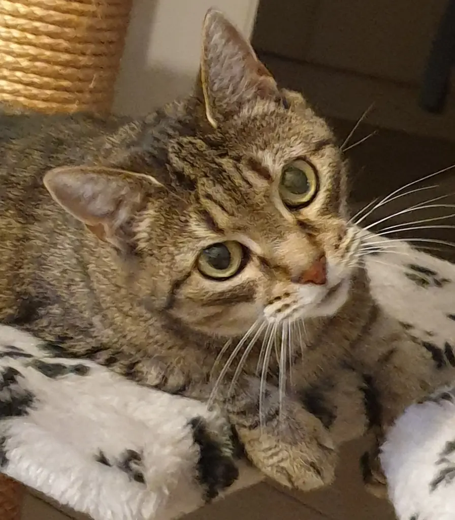 Bild von Flöckchen