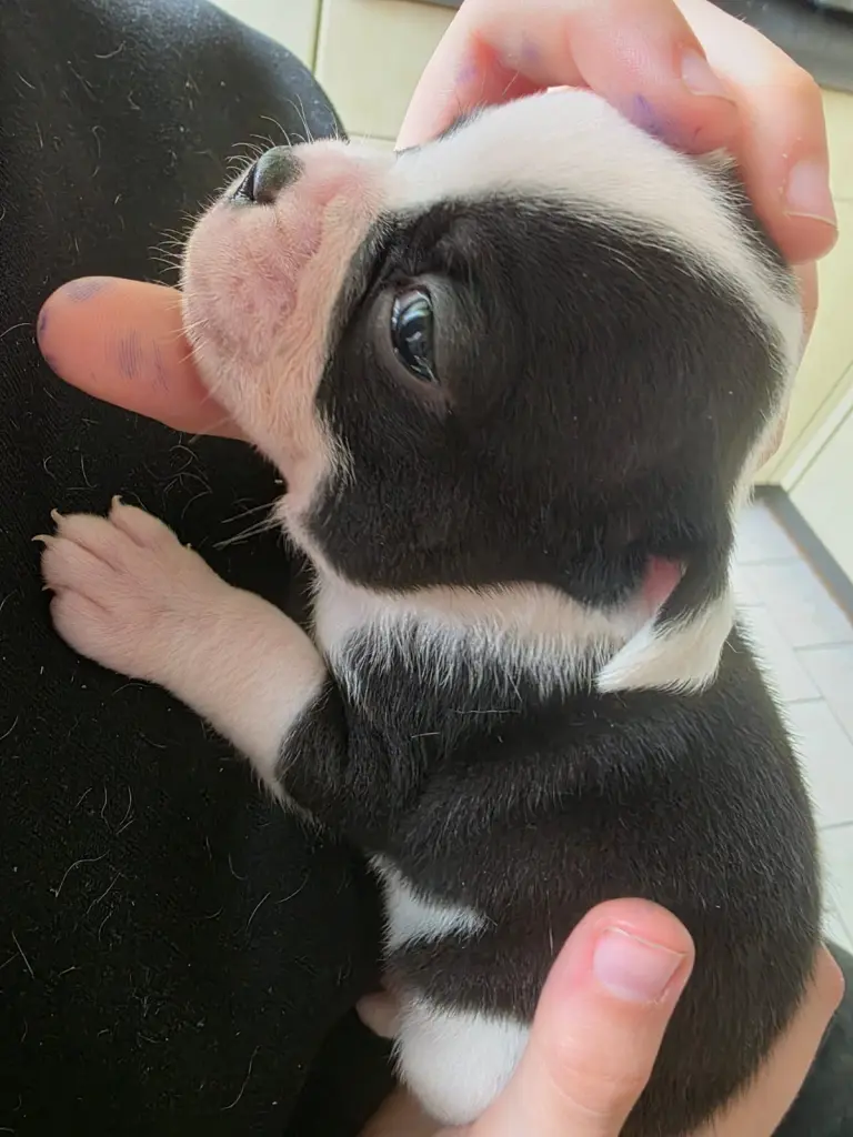 Bild von Loki