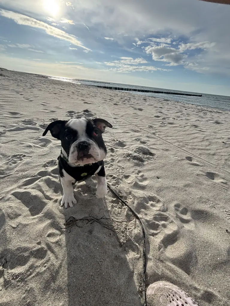 Bild von Loki