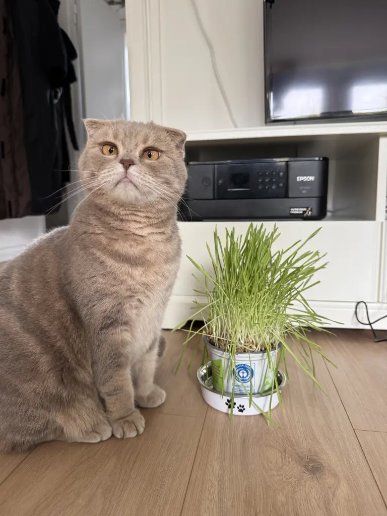 Du hast Katzengras geliebt 🫶