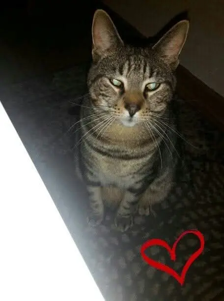 Image from Smokey