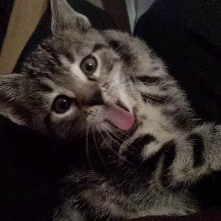 Image from Smokey