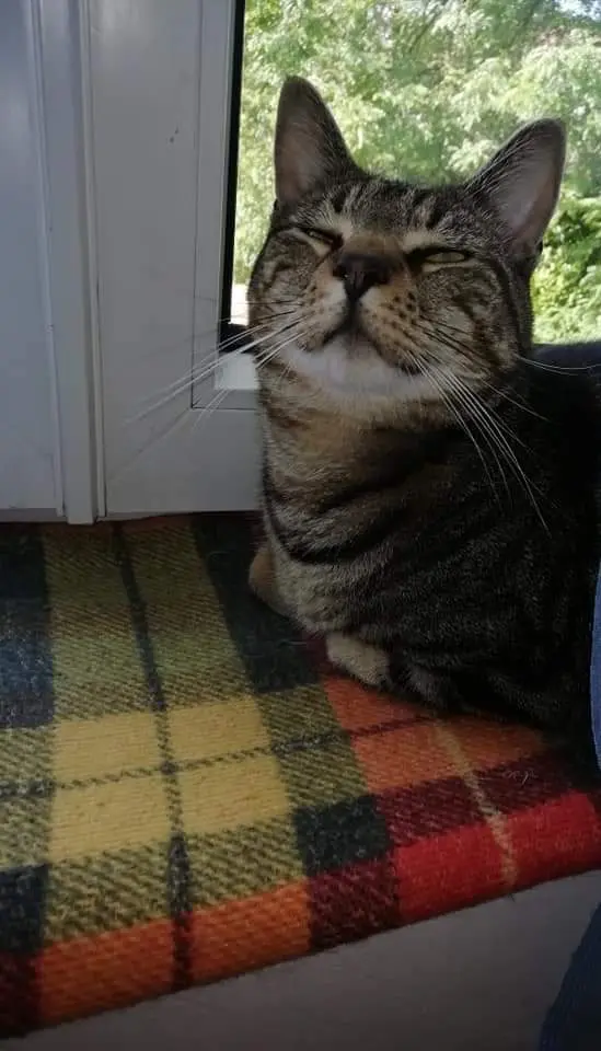Image from Smokey