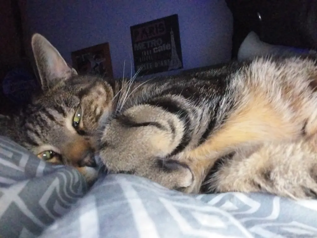 Image from Smokey