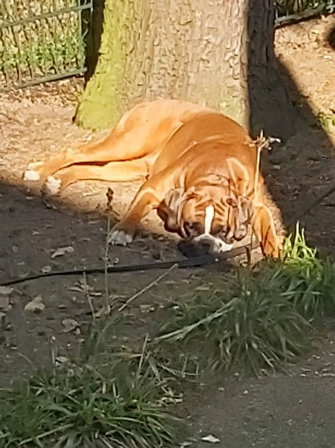 Bild von Carlotta