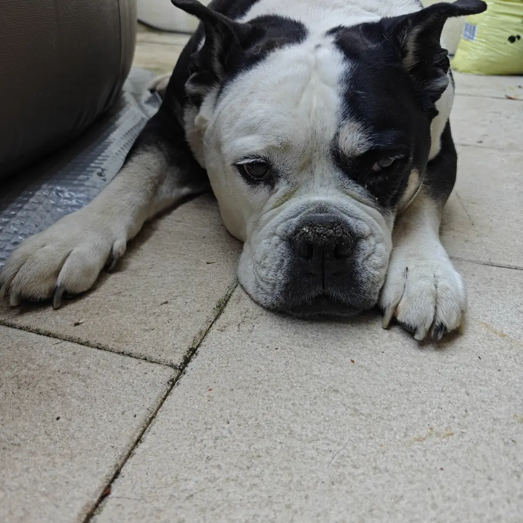 Andachtsbild von Jenny