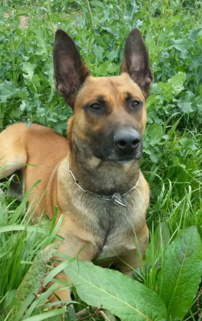 Bild von Freki