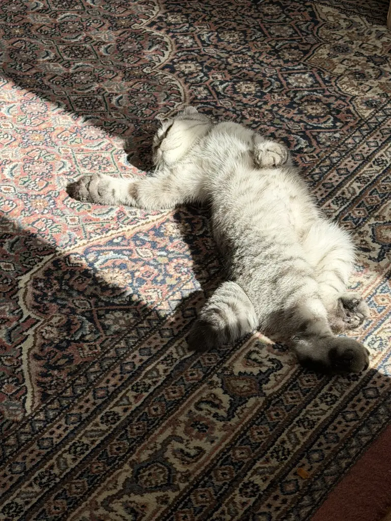 Bild von Maesie