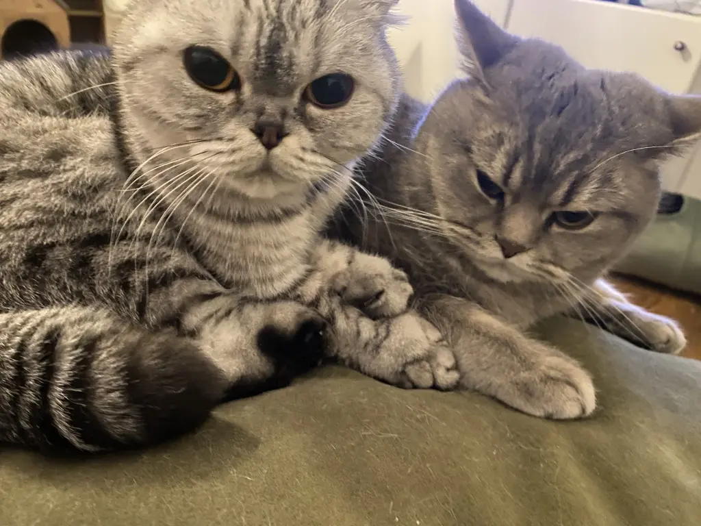 Maesie and Reekie