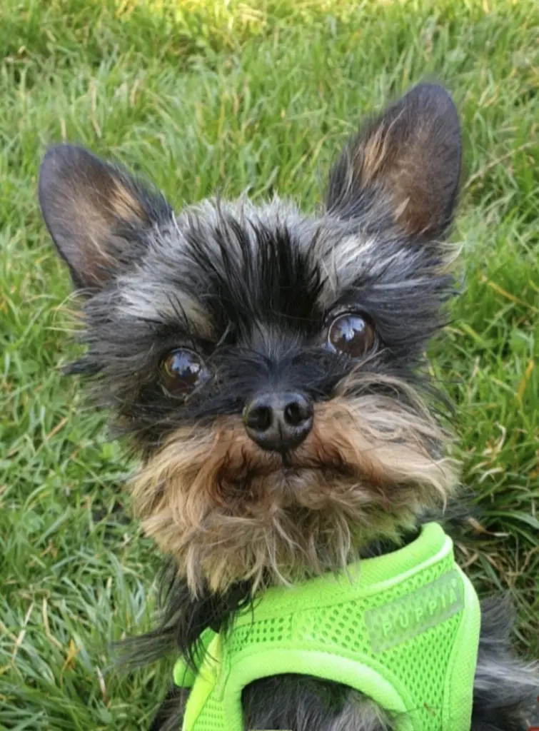 Bild von Teddy
