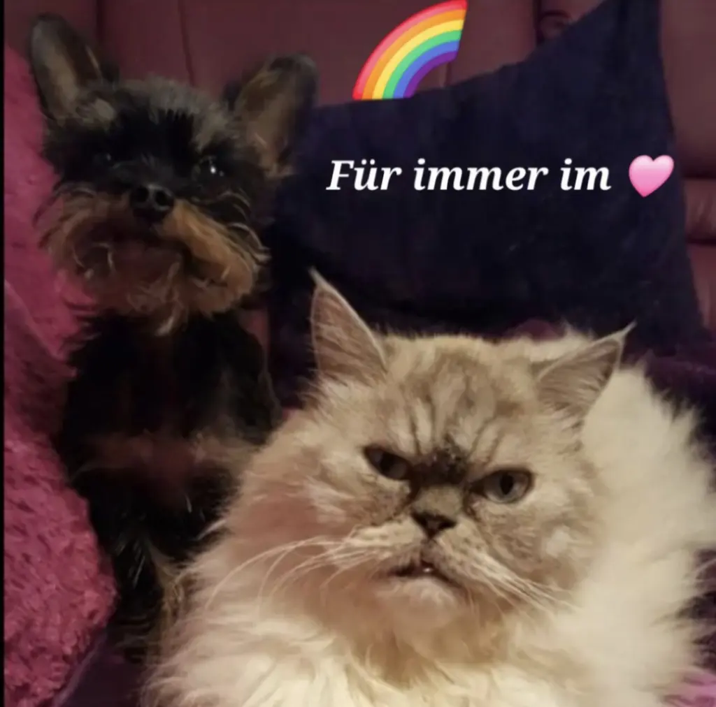 Image from Teddy