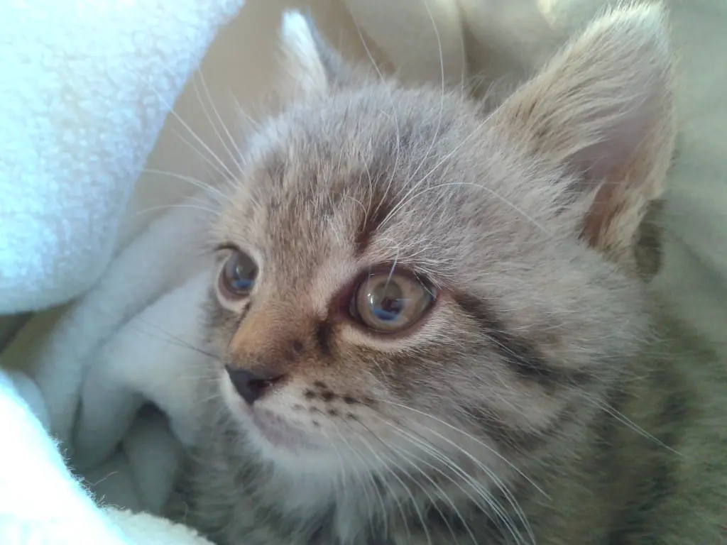 Image from Tiger