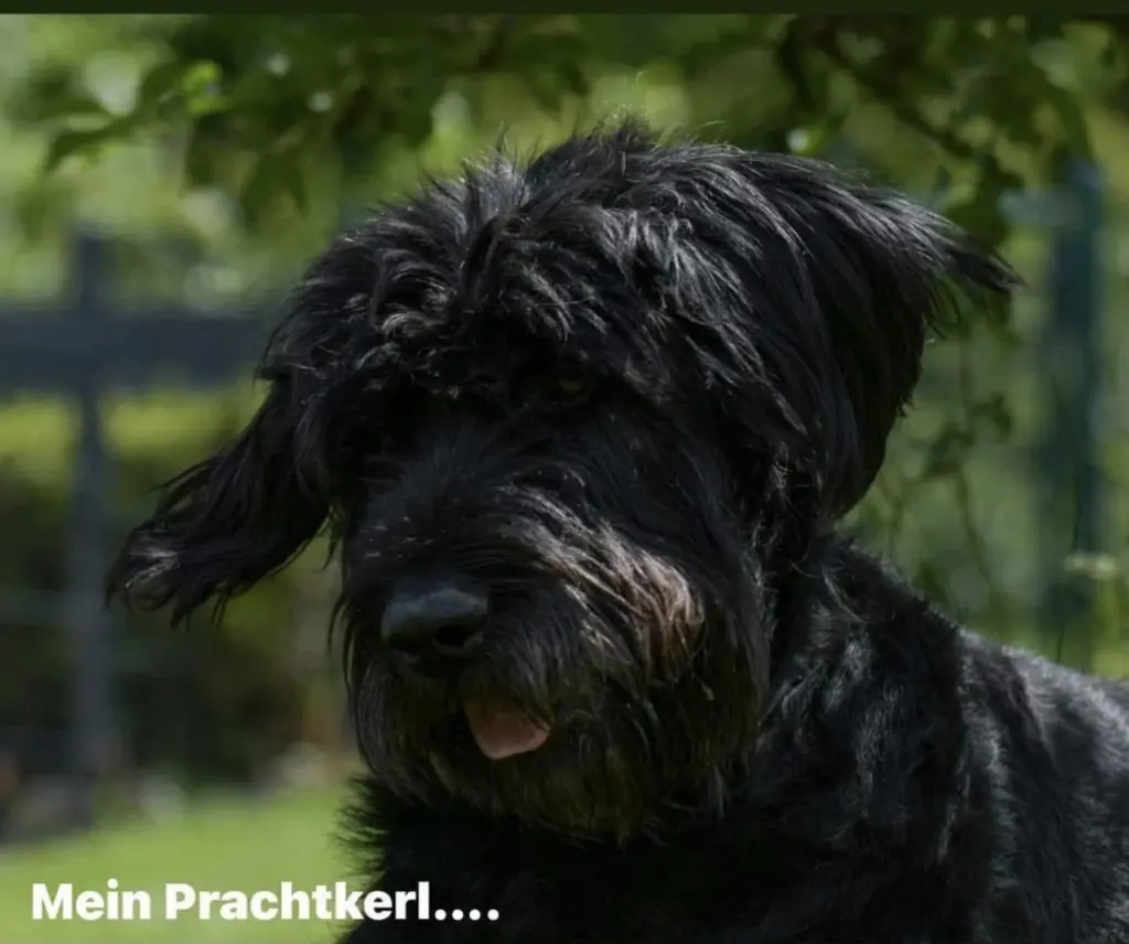 Bild von Enzo