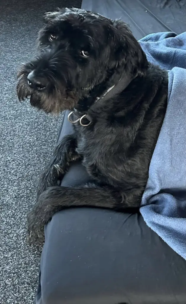 Bild von Enzo