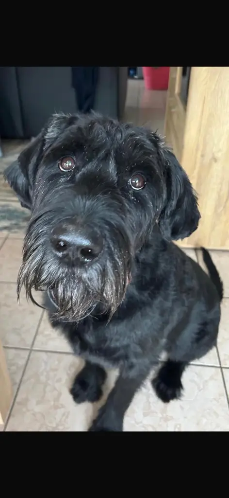 Bild von Enzo