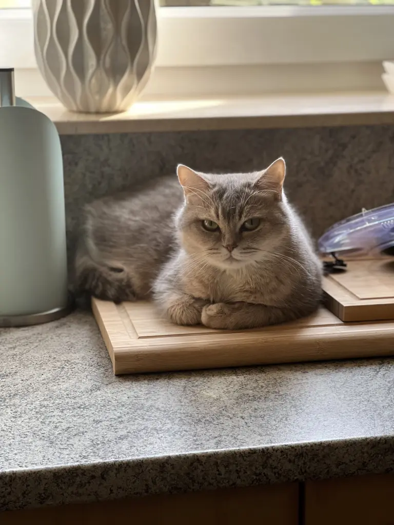 Grumpy Boi