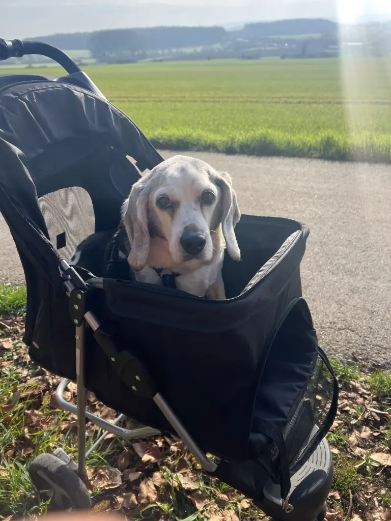Bild von Benji