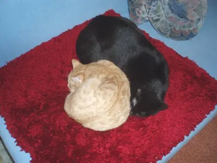 Condolence image of Hedi mit Puma und Max im Herzen