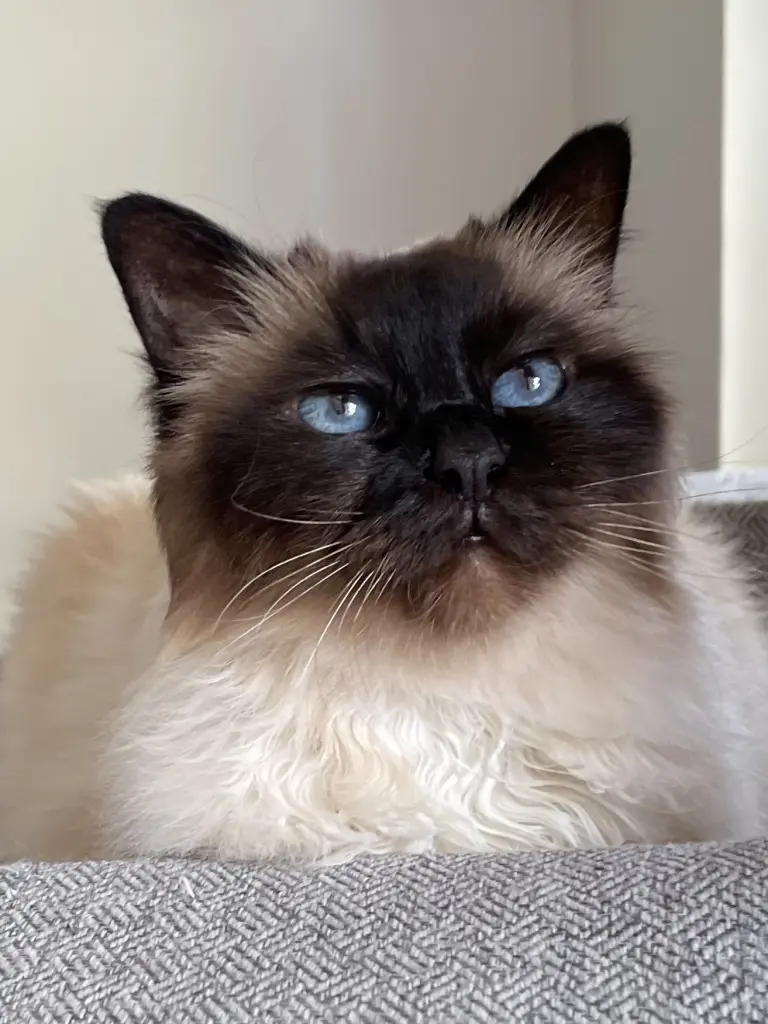 Bild von Arwen
