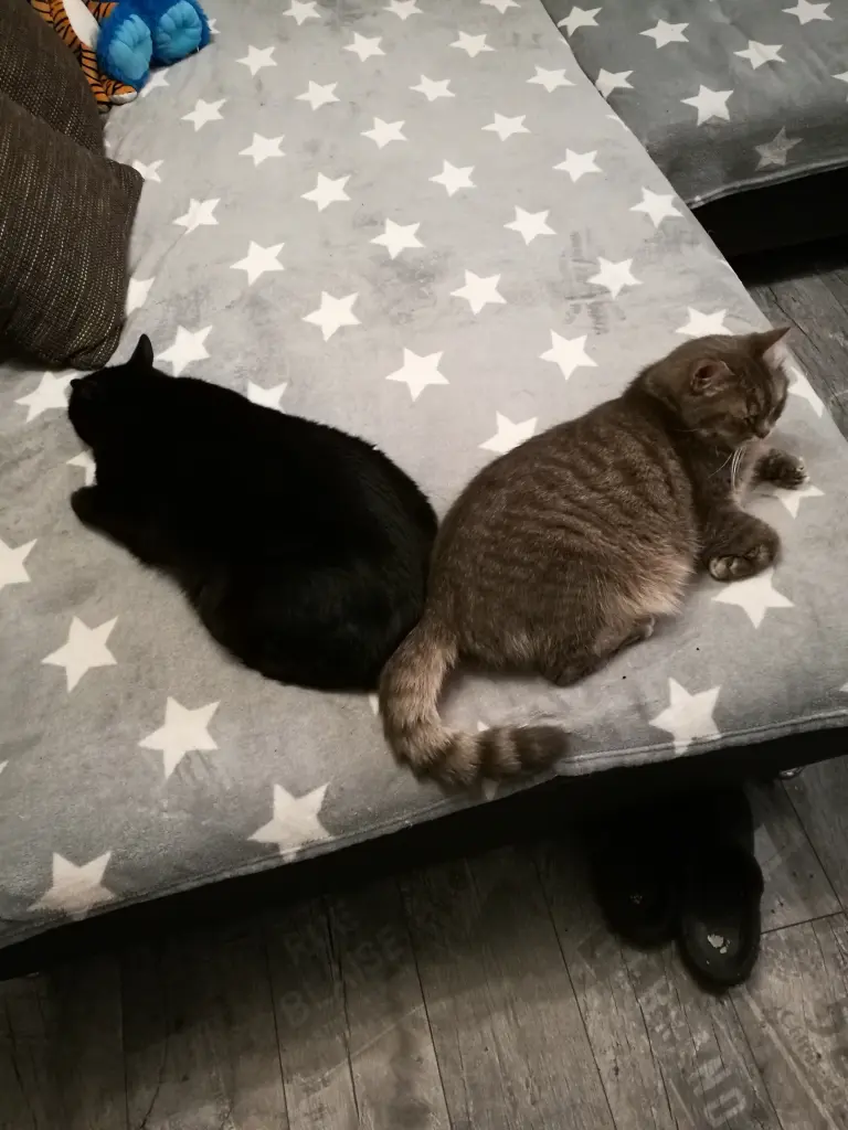 Image from Teddy