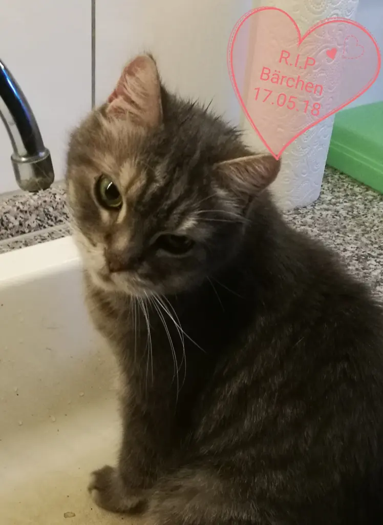 Image from Teddy
