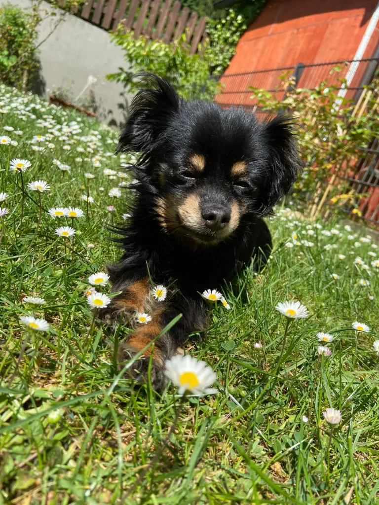 Bild von Blacky