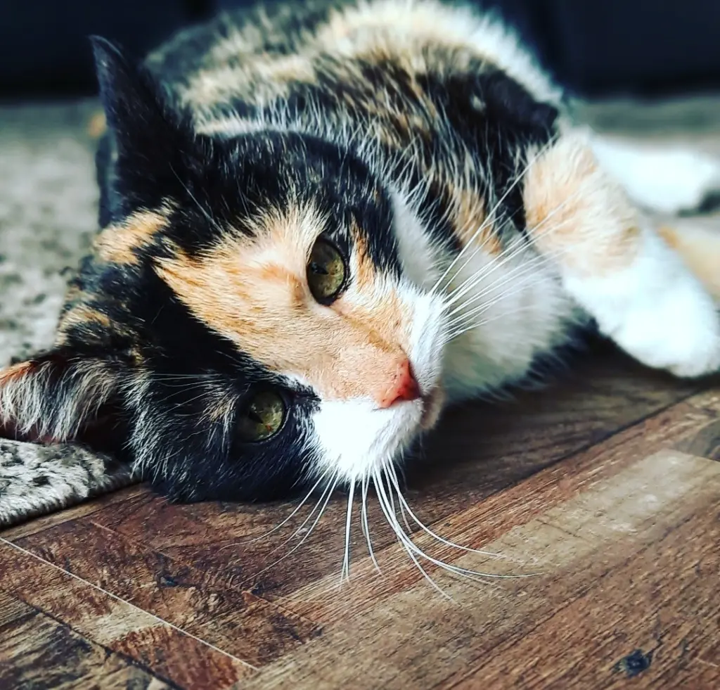 Bild von Bella