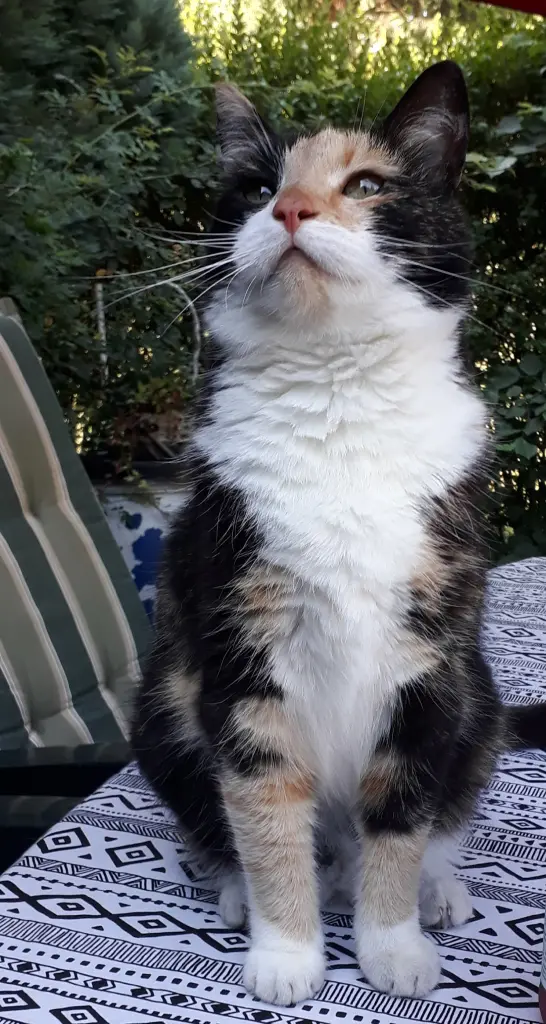 Bild von Bella