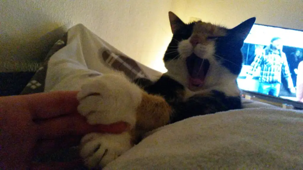Bild von Bella
