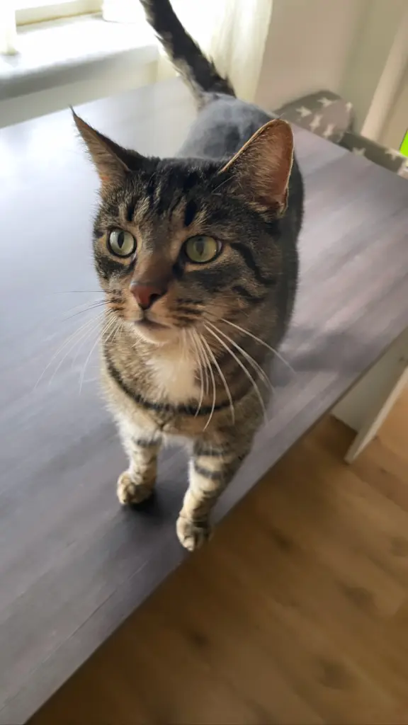 Image from Simba
