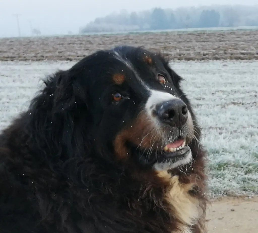 Bild von Ella, Eternal Flame