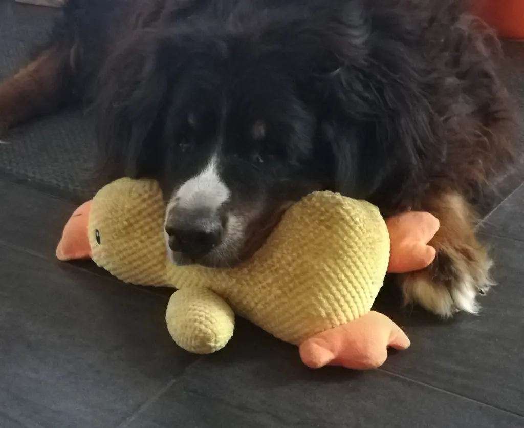 Bild von Ella, Eternal Flame