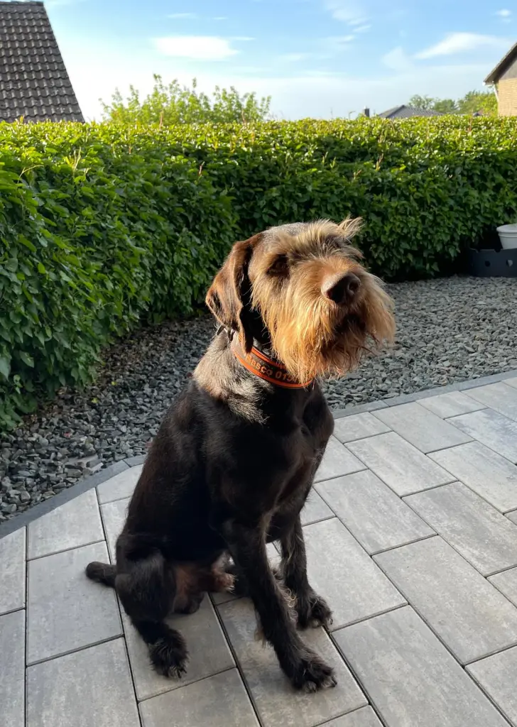 Bild von Basco