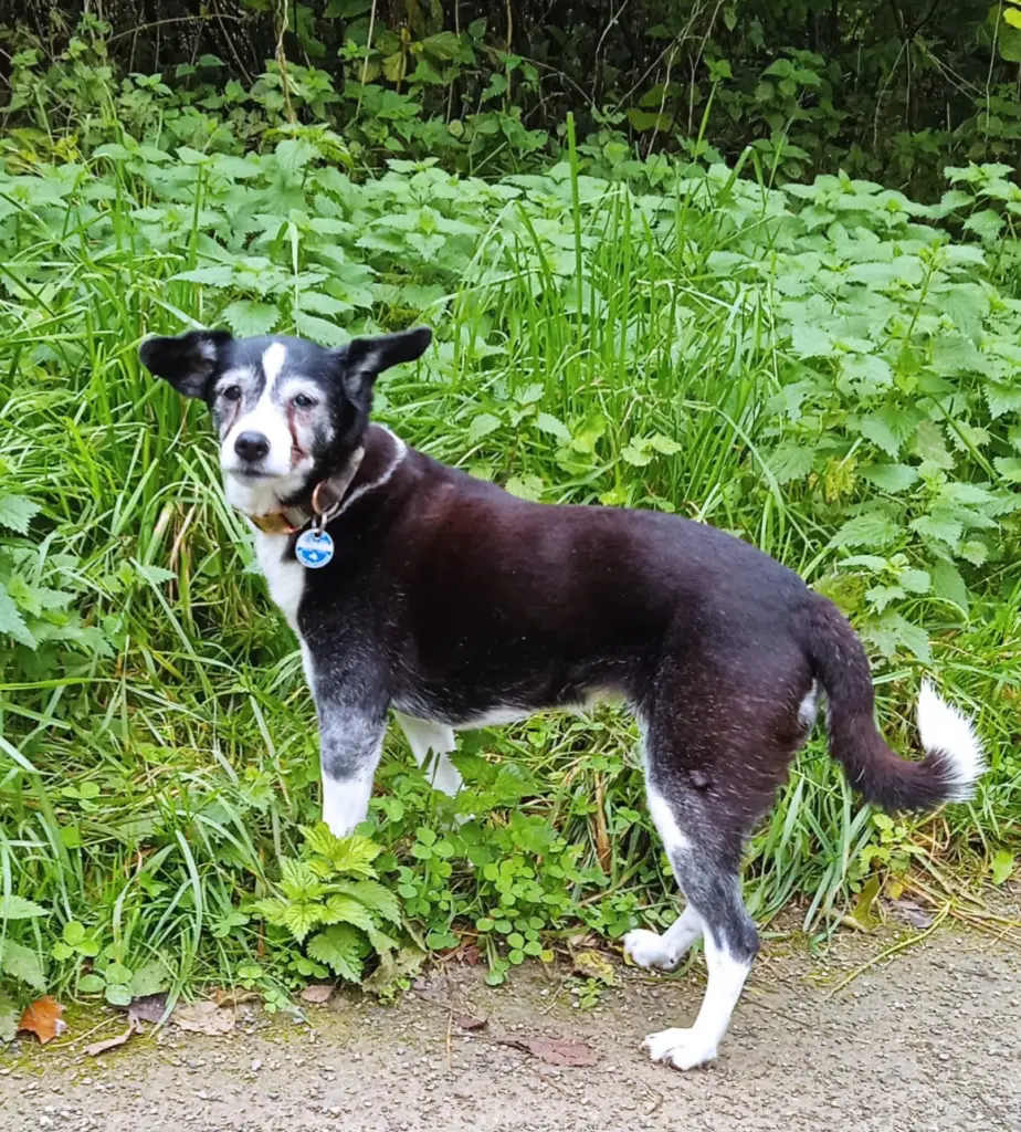 Bild von Tiffy