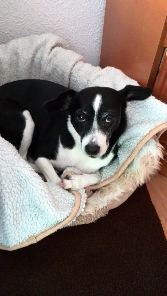 Bild von Tiffy