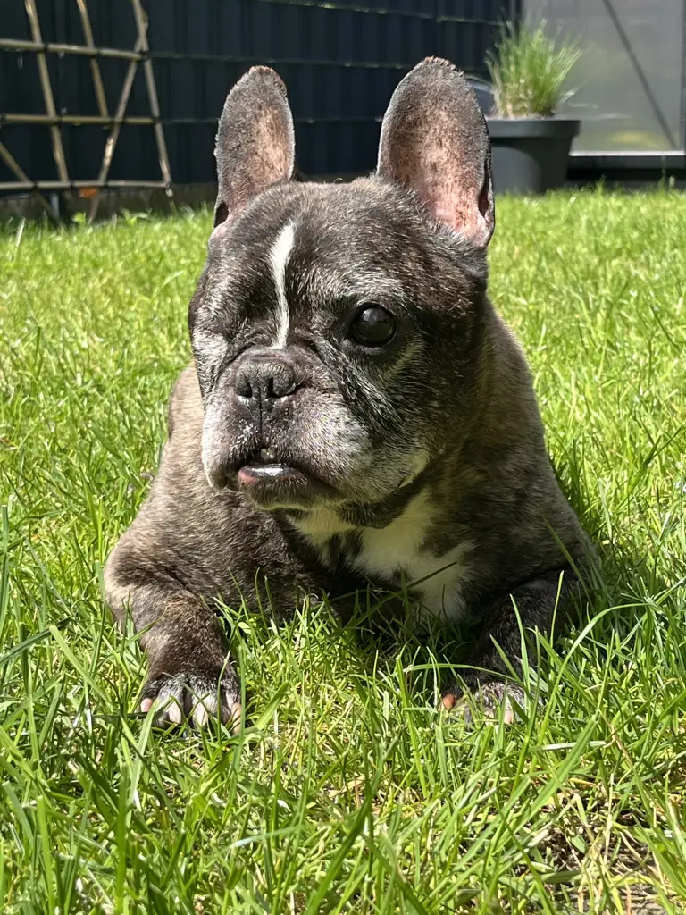 Bild von Barney